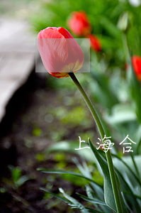上海合同违约律师事务所 上海合同违约律师事务所