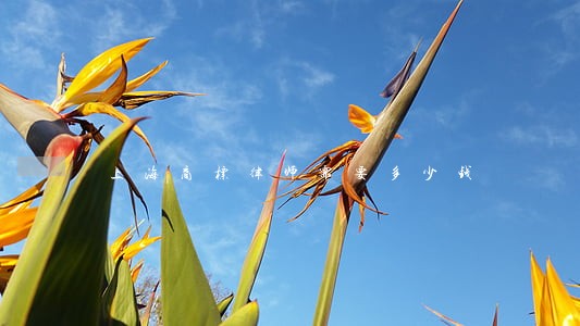 上海商标律师需要多少钱 上海商标律师需要多少钱