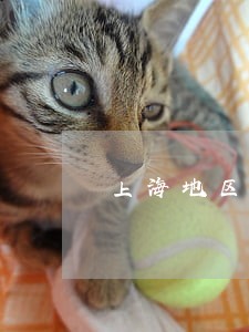 上海地区买卖合同律师哪个好