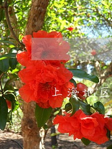 上海地区公司合同律师免费咨询 上海地区公司合同律师免费咨询