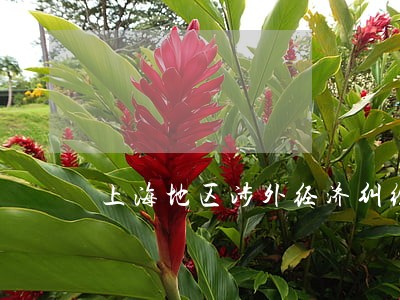 上海地区涉外经济纠纷律师哪个好 上海地区涉外经济纠纷律师哪个好