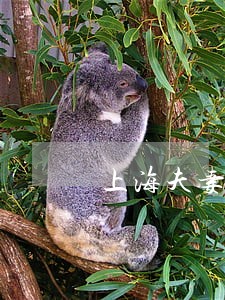 上海夫妻共同债务律师价格 上海夫妻共同债务律师价格