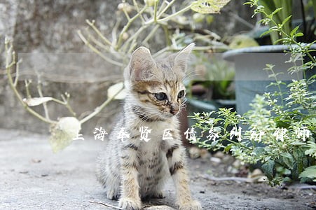 上海奉贤区债务纠纷律师 上海奉贤区债务纠纷律师