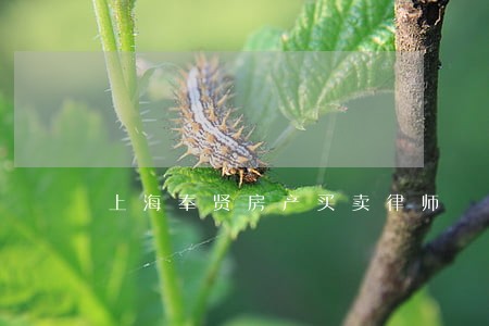 上海奉贤房产买卖律师 上海奉贤房产买卖律师