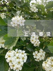 上海奉贤房屋拆迁律师咨询电话 上海奉贤房屋拆迁律师咨询电话