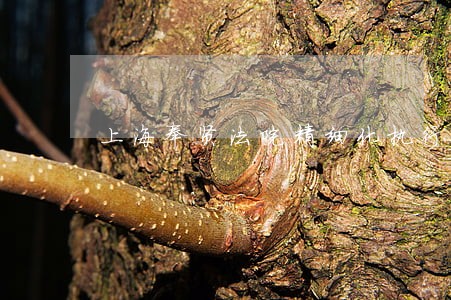 上海奉贤法院精细化执行