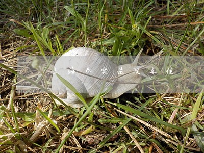 上海奉贤法院车佳