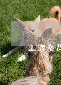 上海奉贤诉讼律师咨询 上海奉贤诉讼律师咨询