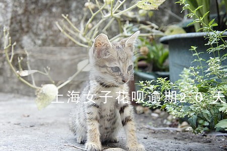 上海女子花呗逾期20天后果 上海女子花呗逾期20天后果