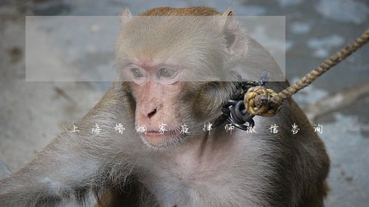 上海婚姻家庭律师微信咨询