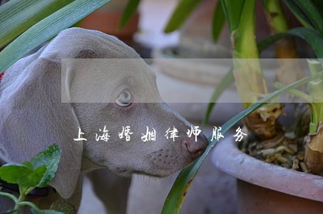 上海婚姻律师服务 上海婚姻律师服务