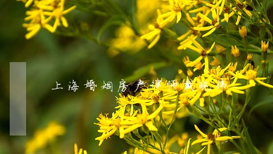 上海婚姻房产律师戴晓伟 上海婚姻房产律师戴晓伟