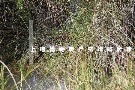 上海婚姻房产法律服务律师咨询 上海婚姻房产法律服务律师咨询
