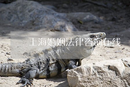 上海婚姻法律咨询在线 上海婚姻法律咨询在线
