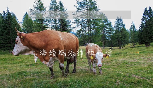 上海婚姻法律师电话 上海婚姻法律师电话