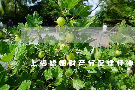 上海婚姻财产分配律师哪个律师好
