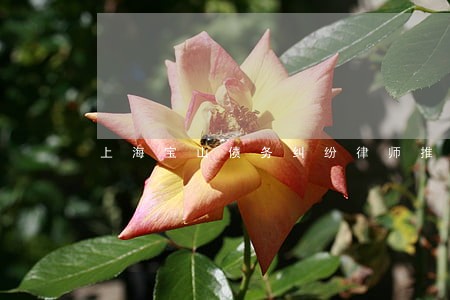 上海宝山债务纠纷律师推荐 上海宝山债务纠纷律师推荐