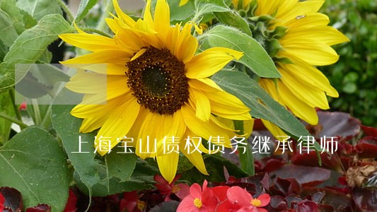 上海宝山债权债务继承律师