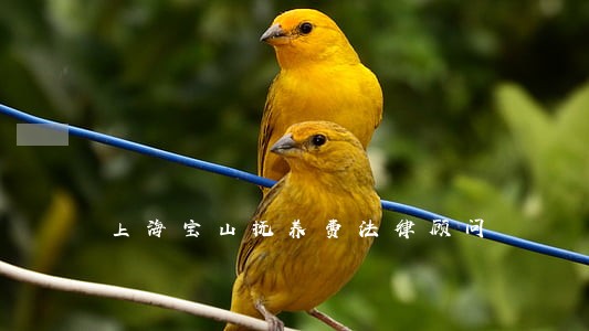 上海宝山抚养费法律顾问 上海宝山抚养费法律顾问