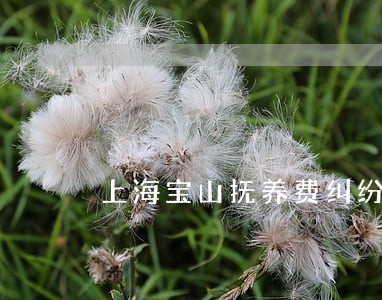 上海宝山抚养费纠纷律师所 上海宝山抚养费纠纷律师所