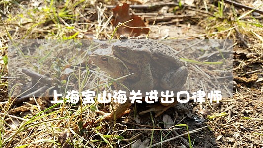 上海宝山海关进出口律师 上海宝山海关进出口律师