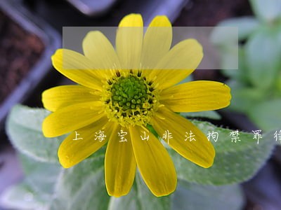 上海宝山非法拘禁罪律师哪里有 上海宝山非法拘禁罪律师哪里有