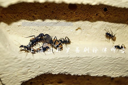上海对外贸易纠纷律师咨询 上海对外贸易纠纷律师咨询