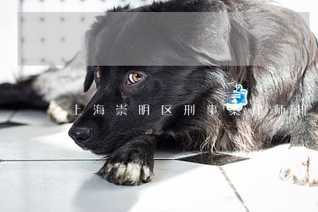 上海崇明区刑事案律师排名前十位