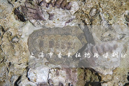 上海市专业征地赔偿纠纷律师委托