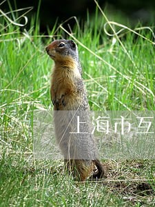 上海市互联网违法和不良信息举报中心