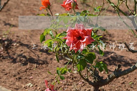 上海市代位继承律师推荐 上海市代位继承律师推荐