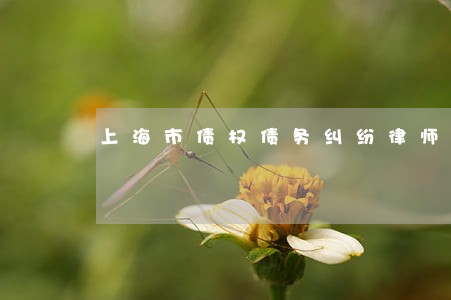 上海市债权债务纠纷律师咨询热线 上海市债权债务纠纷律师咨询热线
