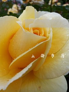 上海市厉害的动迁律师事务所排名 上海市厉害的动迁律师事务所排名