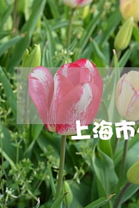 上海市处理债务执行律师预约面谈