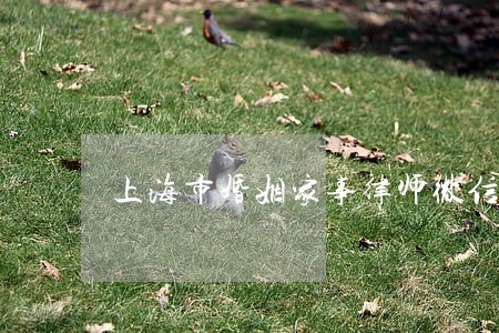 上海市婚姻家事律师微信免费咨询