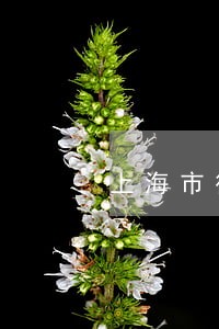 上海市律师事务所意见书 上海市律师事务所意见书