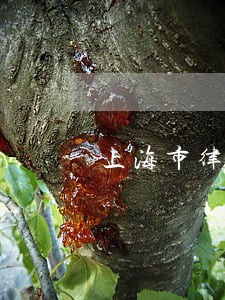 上海市律师代执行价格 上海市律师代执行价格