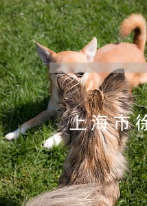 上海市徐汇执行律师咨询价格 上海市徐汇执行律师咨询价格