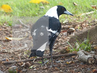 上海市法律顾问
