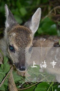上海市法律顾问指导价 上海市法律顾问指导价
