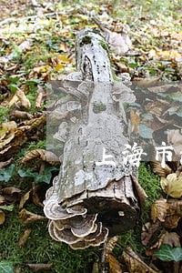 上海市法院副启萍