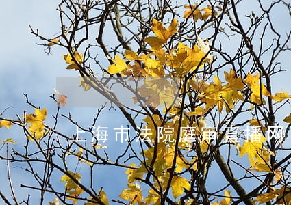 上海市法院庭审直播网 上海市法院庭审直播网