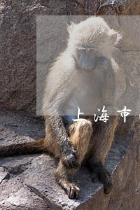 上海市法院法官工资 上海市法院法官工资