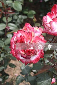 上海市盗窃案律师法律咨询 上海市盗窃案律师法律咨询