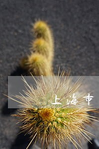 上海市知名离婚律师 上海市知名离婚律师