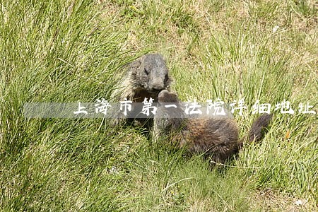 上海市第一法院详细地址 上海市第一法院详细地址