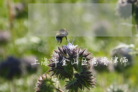 上海市金山区离婚律师 上海市金山区离婚律师