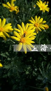 上海律师公会与近代社会组织治理