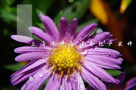 上海律师办理房地产案件 上海律师办理房地产案件