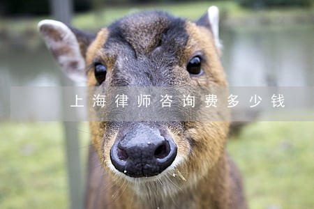 上海律师咨询费多少钱 上海律师咨询费多少钱